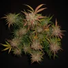 Top view of Lemon AK Auto buds with frosty trichomes and vibrant green leaves