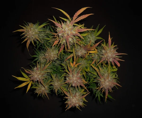 Top view of Lemon AK Auto buds with frosty trichomes and vibrant green leaves