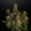 Lemon AK Auto plant with dense buds, green leaves, and hints of orange pistils on a dark background
