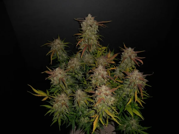Lemon AK Auto plant with dense buds, green leaves, and hints of orange pistils on a dark background