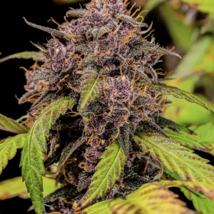 Lemon Cherry Cookies Auto plant with purple and green hues on buds, surrounded by dark green leaves