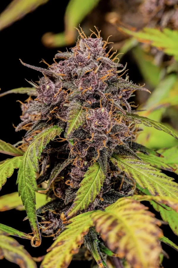 Lemon Cherry Cookies Auto plant with purple and green hues on buds, surrounded by dark green leaves