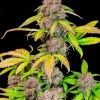Close-up of Lemon Cherry Cookies Auto bud, highlighting purple tones, trichomes, and orange pistils