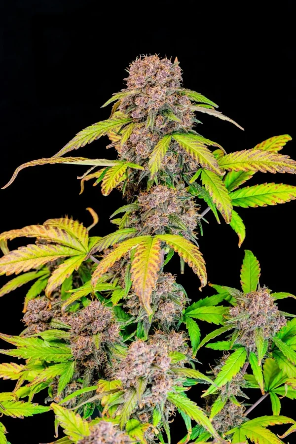 Close-up of Lemon Cherry Cookies Auto bud, highlighting purple tones, trichomes, and orange pistils