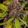 Detailed view of Lemon Cherry Cookies Auto bud with rich trichome coverage and contrasting green leaves