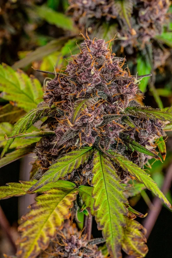 Detailed view of Lemon Cherry Cookies Auto bud with rich trichome coverage and contrasting green leaves