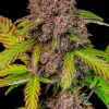 Full Lemon Cherry Cookies Auto plant with purple-tinted buds and dark green leaves