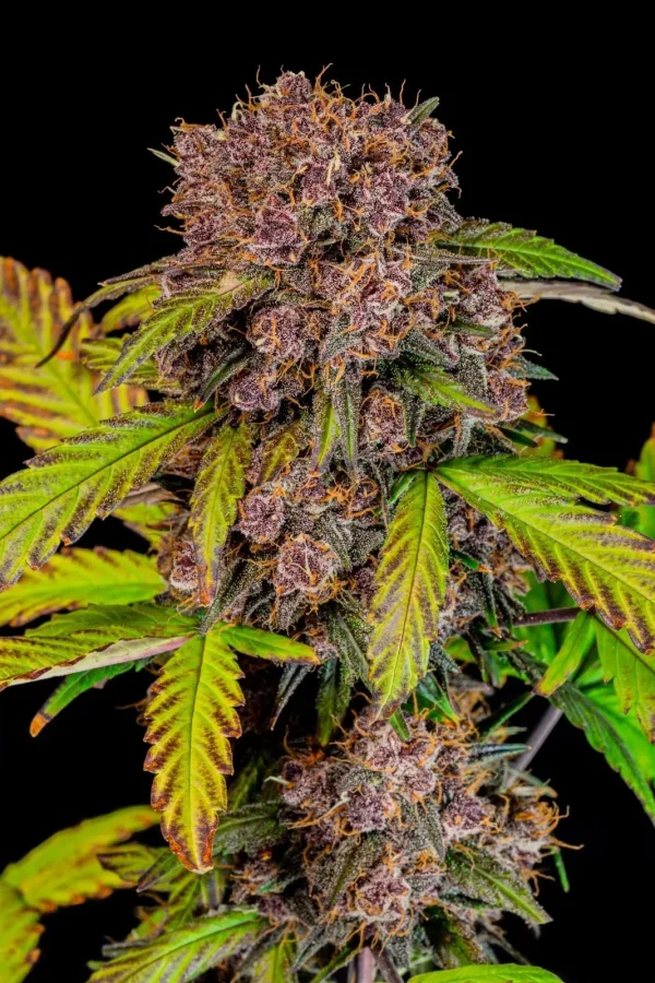 Full Lemon Cherry Cookies Auto plant with purple-tinted buds and dark green leaves