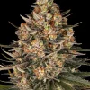 Close-up view of Lemon Drizzle Strain buds with frosty trichomes and vibrant pistils.
