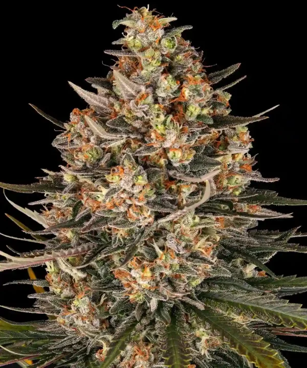 Close-up view of Lemon Drizzle Strain buds with frosty trichomes and vibrant pistils.