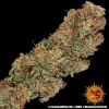 Lemon Drizzle Strain plant displaying dense buds and rich green leaves under cultivation.