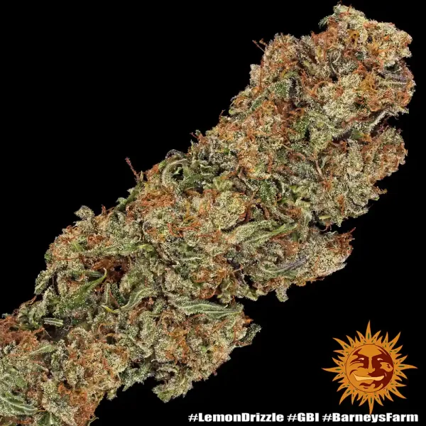 Lemon Drizzle Strain plant displaying dense buds and rich green leaves under cultivation.