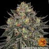 Mature Lemon Drizzle Strain showcasing crystal-coated buds and lush foliage.