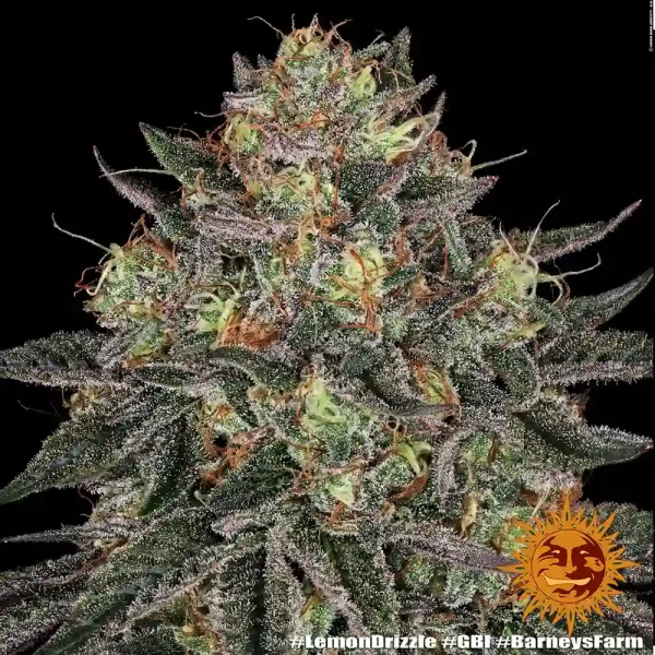 Mature Lemon Drizzle Strain showcasing crystal-coated buds and lush foliage.