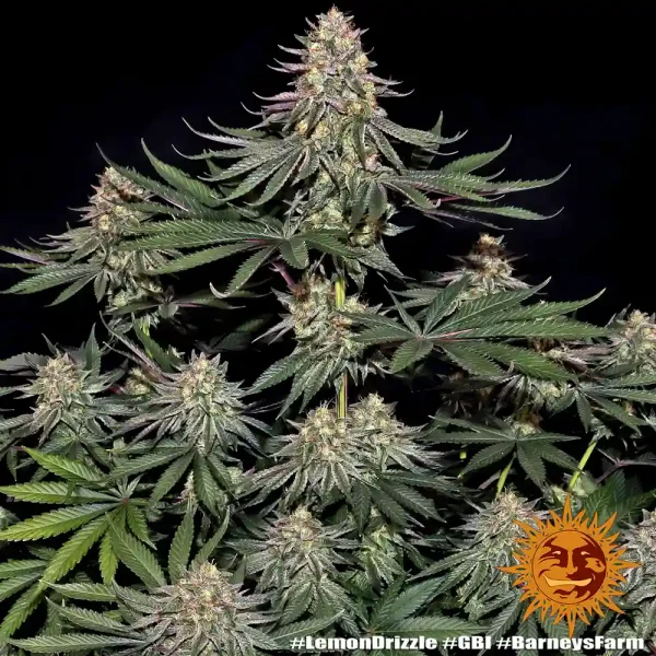 Flowering Lemon Drizzle Strain plant with multiple branches full of resinous buds.