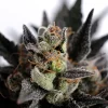 Lemon Haze Auto strain in full bloom, leaves slightly curled, and pistils vibrant with orange hues.