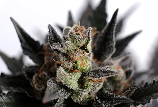 Lemon Haze Auto strain in full bloom, leaves slightly curled, and pistils vibrant with orange hues.