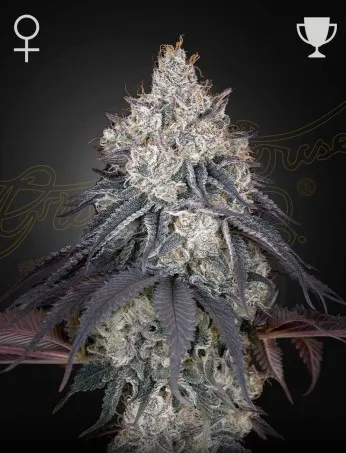 Lemon Orange Greenhouse Seeds