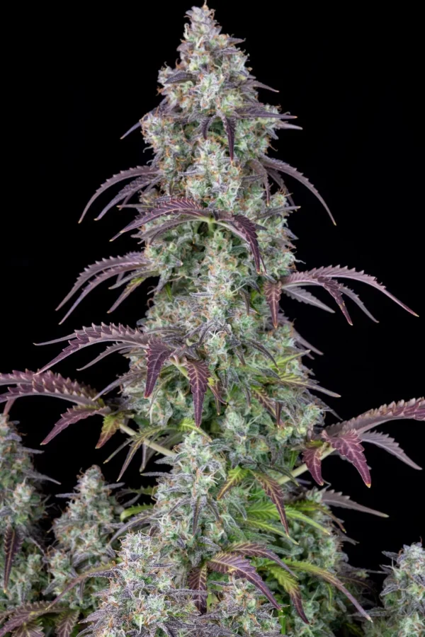 Lemon Pie Auto cannabis plant with vibrant green buds and orange pistils, displayed against a dark background