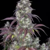 Close-up of Lemon Pie Auto bud showing rich trichome coverage and bright green foliage