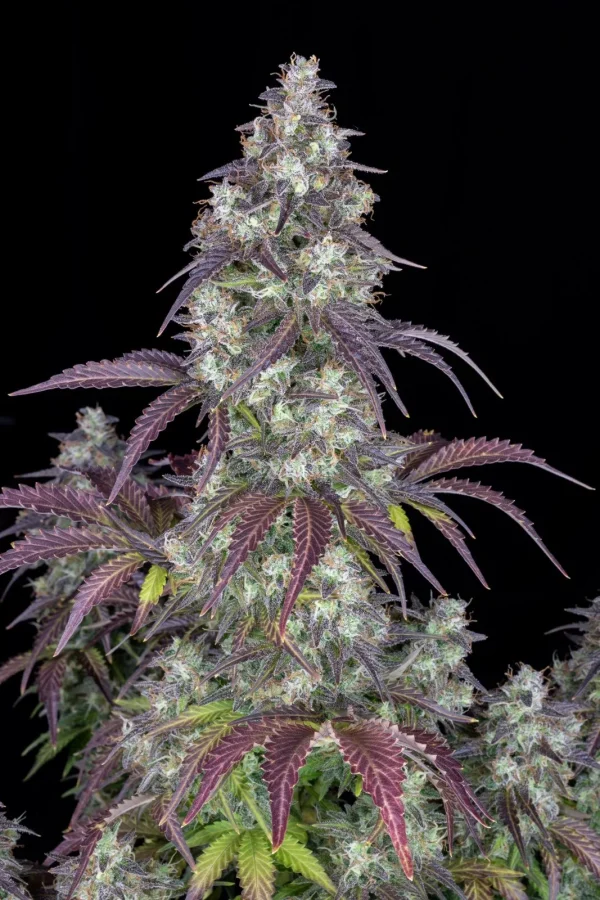Close-up of Lemon Pie Auto bud showing rich trichome coverage and bright green foliage