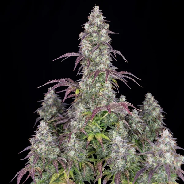 Mature Lemon Pie Auto plant with dense, resinous buds and lush green leaves