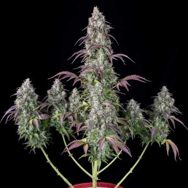 Detailed Lemon Pie Auto bud with frosty trichomes and serrated green leaves