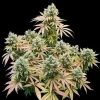 Bushy Lemon Shining Silver Haze Strain plant showcasing dense buds and colorful fan leaves under grow lights.
