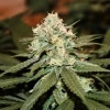 Robust Lemon Shining Silver Haze Strain bud with frosty trichomes and subtle hints of citrus aroma.
