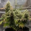 Mature Lemon Shining Silver Haze Strain plant in an indoor setup, heavy with buds and tinged with yellow and green tones.