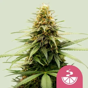 Dense Lemon Skunk Strain bud with vivid green leaves and bright orange pistils, radiating a citrus aroma.