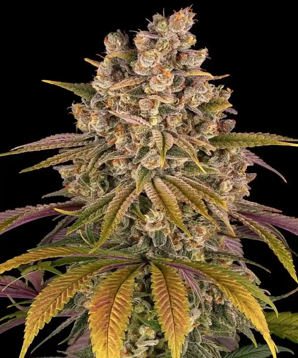 Close-up of Lemon Tree Strain bud with frosty trichomes and hints of purple and green hues.