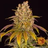 Full Lemon Tree Strain plant displaying vibrant yellow and green leaves with dense buds.