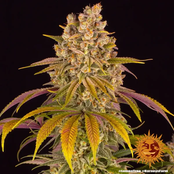 Full Lemon Tree Strain plant displaying vibrant yellow and green leaves with dense buds.