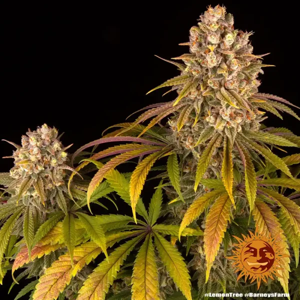 Lemon Tree Strain showcasing mature buds and trichome-rich foliage with yellow accents.