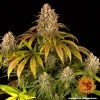 Lush Lemon Tree Strain plant with multiple buds, featuring a mix of green and yellow leaves.