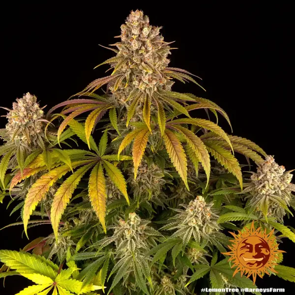Lush Lemon Tree Strain plant with multiple buds, featuring a mix of green and yellow leaves.