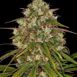 Liberty Haze Strain plant showing compact, resin-covered buds surrounded by long, pointed leaves.