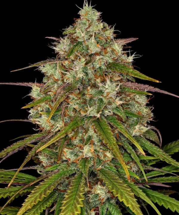 Liberty Haze Strain plant showing compact, resin-covered buds surrounded by long, pointed leaves.