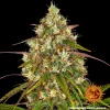 Detailed shot of Liberty Haze Strain with prominent pistils and a rich coating of trichomes.