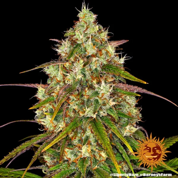 Detailed shot of Liberty Haze Strain with prominent pistils and a rich coating of trichomes.