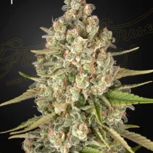 Lost Pearl Strain bud with vibrant green hues and frosty resin.