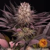 Mimosa x Orange Punch Auto strain in full bloom, displaying resin-coated buds and bright orange pistils.