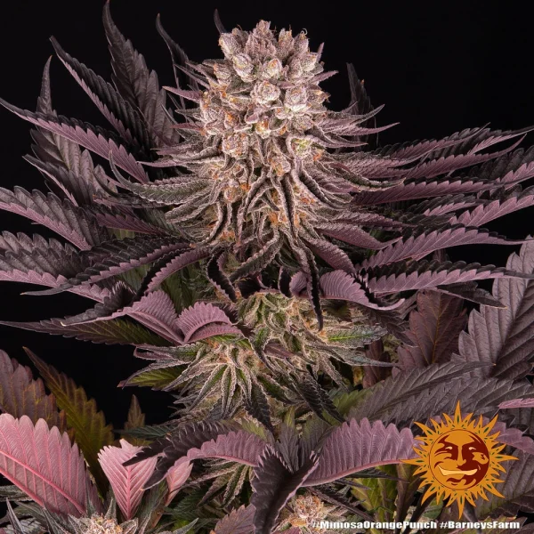 Mimosa x Orange Punch Auto strain in full bloom, displaying resin-coated buds and bright orange pistils.