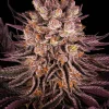 Mature Mimosa x Orange Punch strain plant with frosty buds and a mix of green and orange hues.