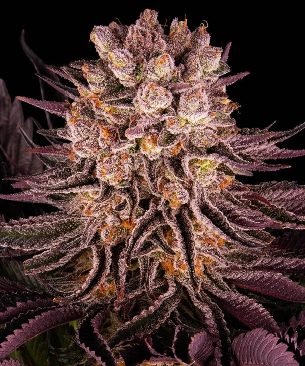 Mature Mimosa x Orange Punch strain plant with frosty buds and a mix of green and orange hues.