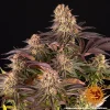 Mimosa x Orange Punch strain with dense buds covered in trichomes and bright orange pistils.