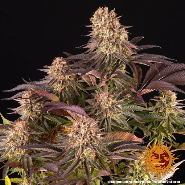 Mimosa x Orange Punch strain with dense buds covered in trichomes and bright orange pistils.