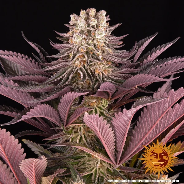 Close-up of Mimosa x Orange Punch strain showing its frosty trichomes and vibrant green colors.