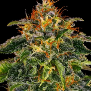 Detailed view of Moby Dick strain, showcasing orange pistils and a thick layer of trichomes.